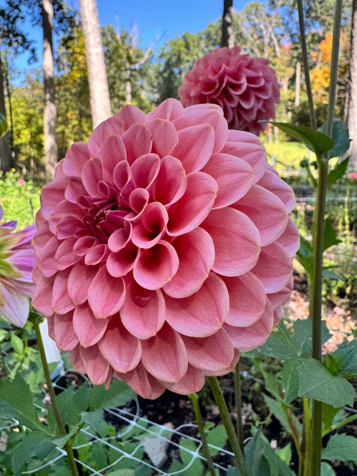 KA's® Boho Rose