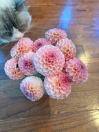 Salmon Joy cutting 🦘🇦🇺 🐨