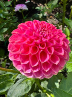 Hanasuzu 🇯🇵 花鈴（はなすず）