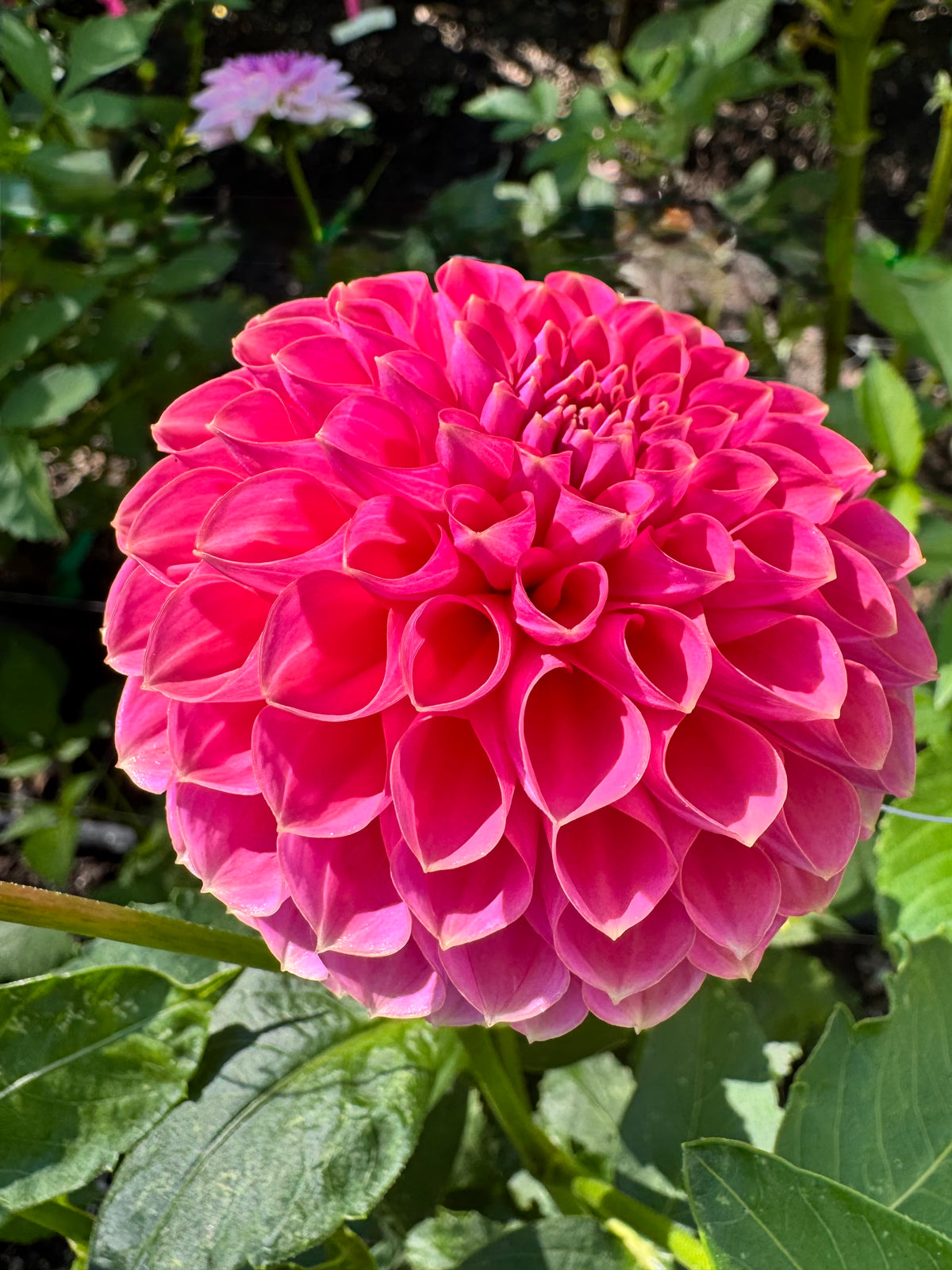 Hanasuzu 🇯🇵 花鈴（はなすず）