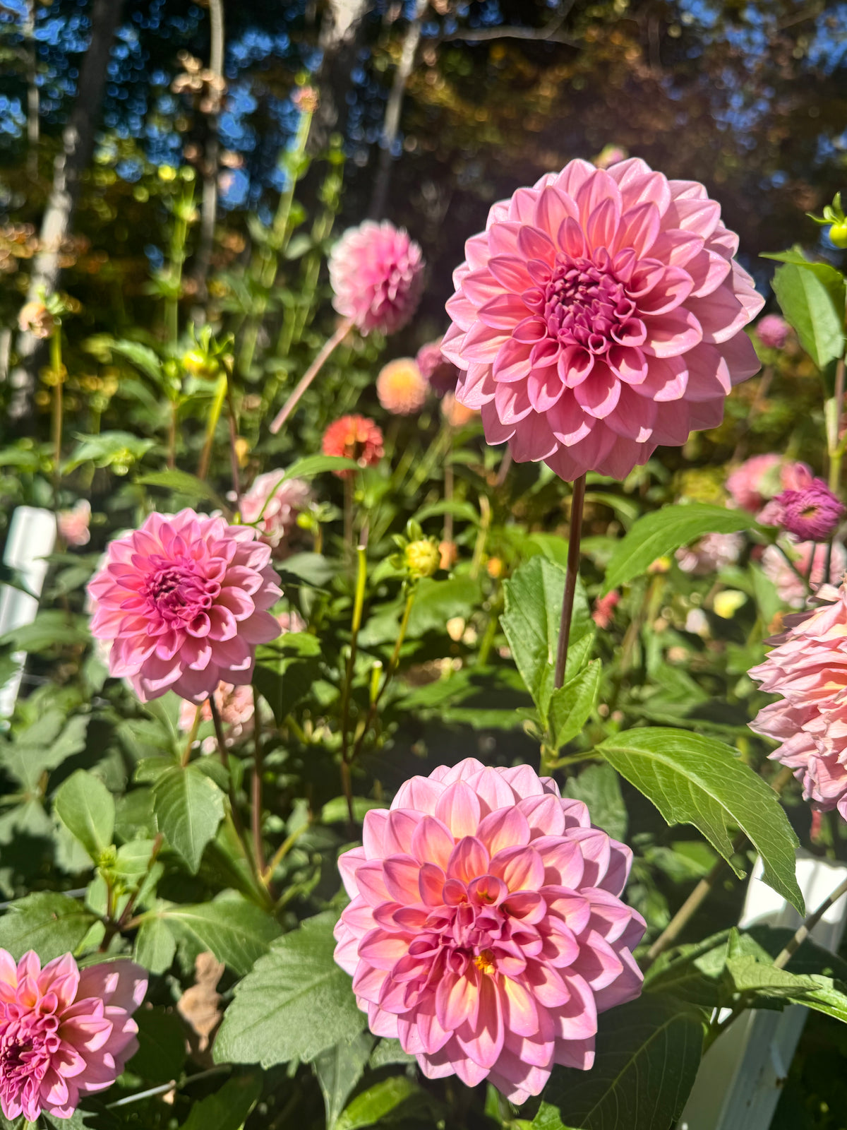 Levi's Bubblegum