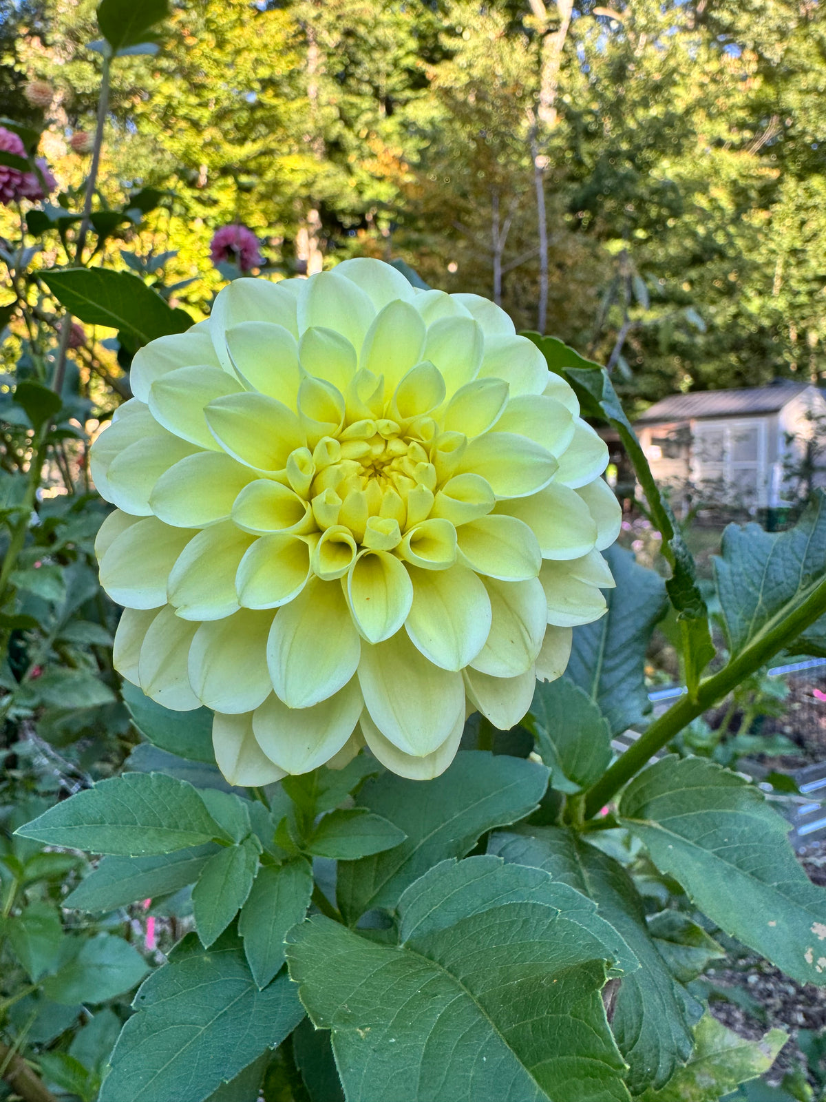 Florelie Limonata Cutting 🦘🇦🇺 🐨