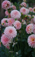 RM Peachy Pink