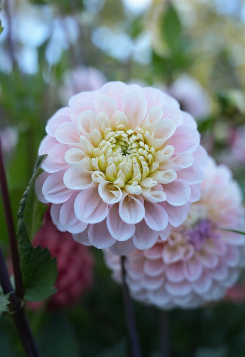 RM Ballet Blush