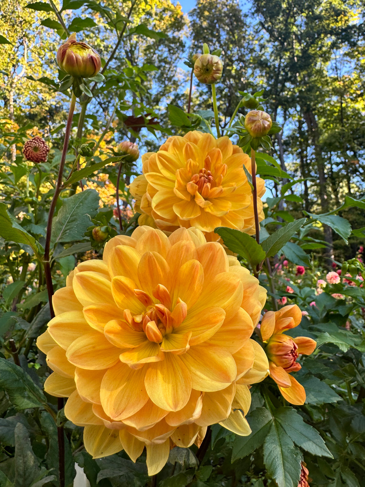 Hollyhill Honeygold