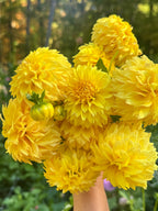 Florelie Dandelion Cutting 🇦🇺