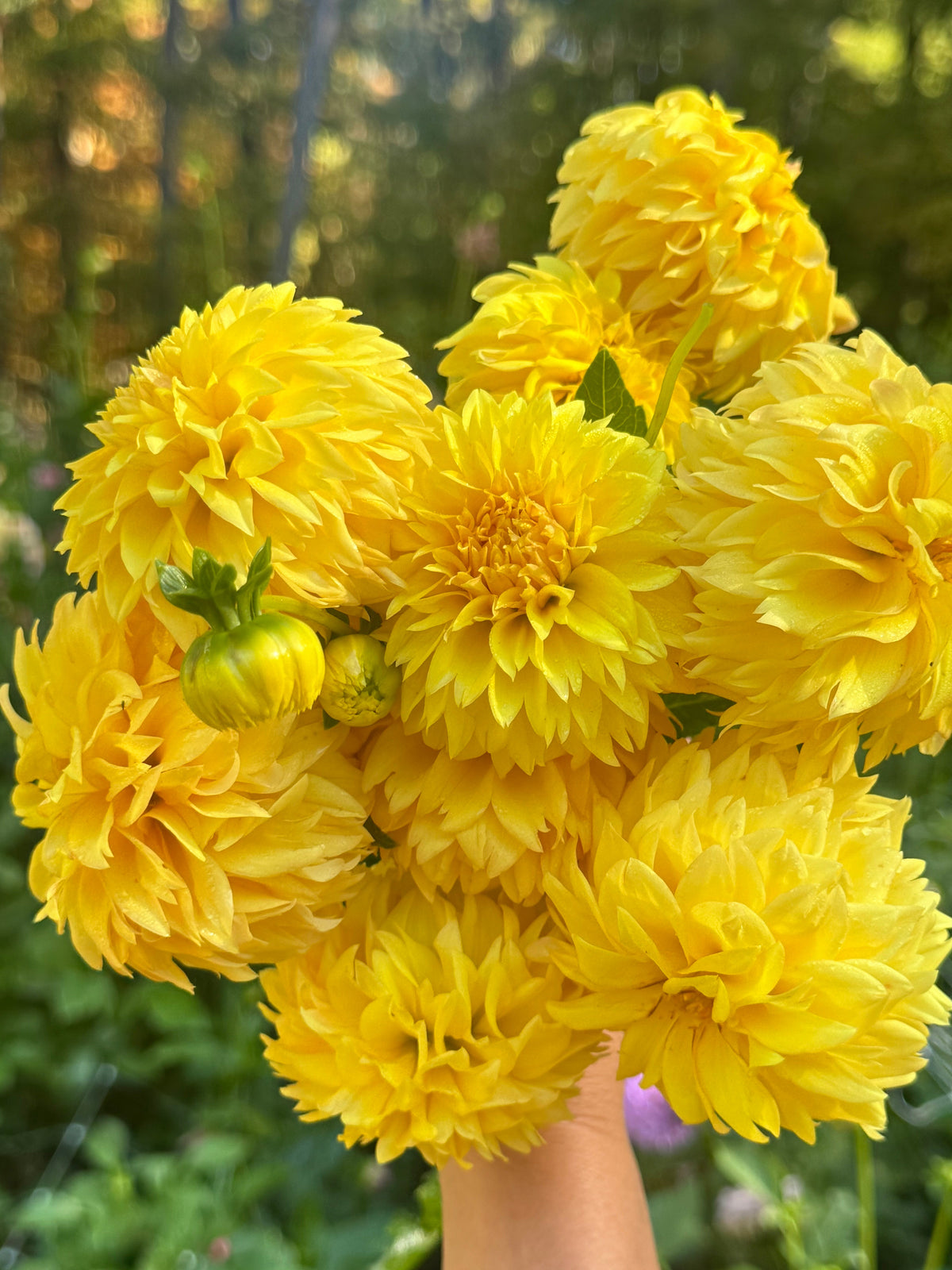 Florelie Dandelion Cutting 🇦🇺