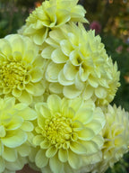 Florelie Limonata 🇦🇺