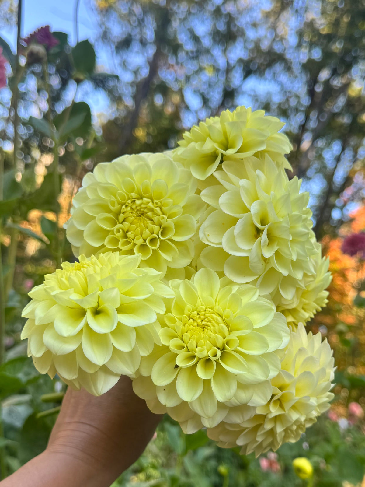 Florelie Limonata 🇦🇺
