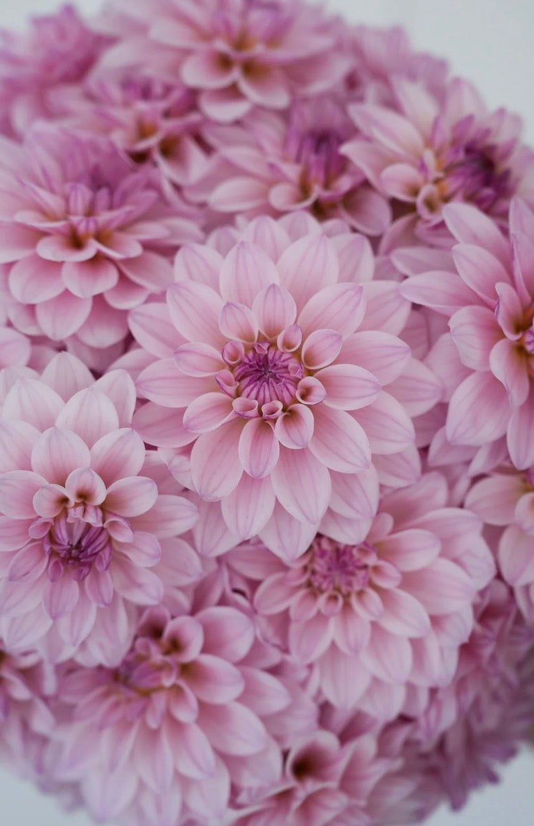 RM Sugar Plum Fairy