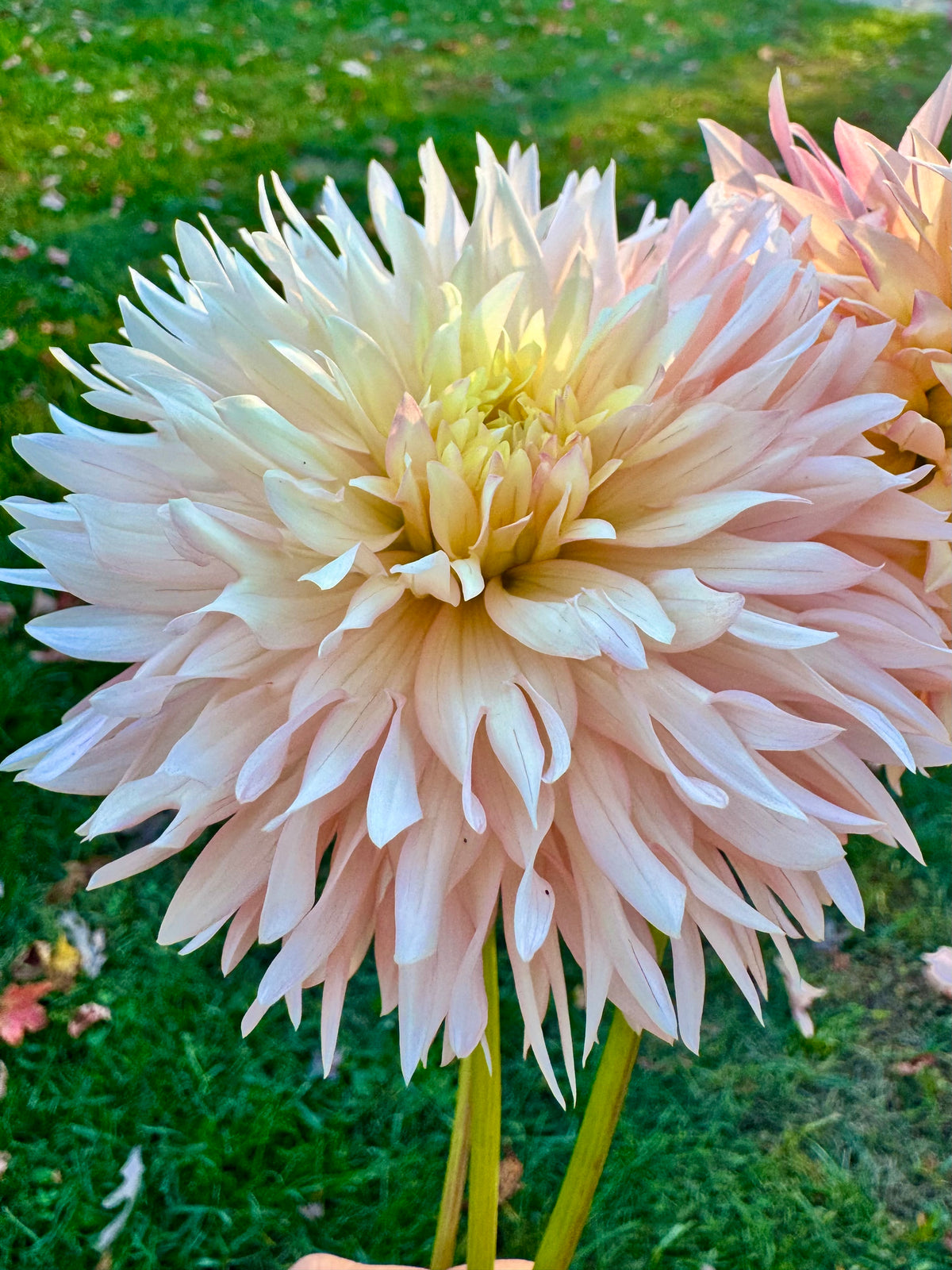 Pinelands Princess