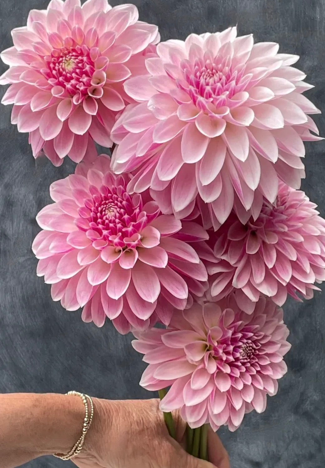 KA's® Rose Quartz