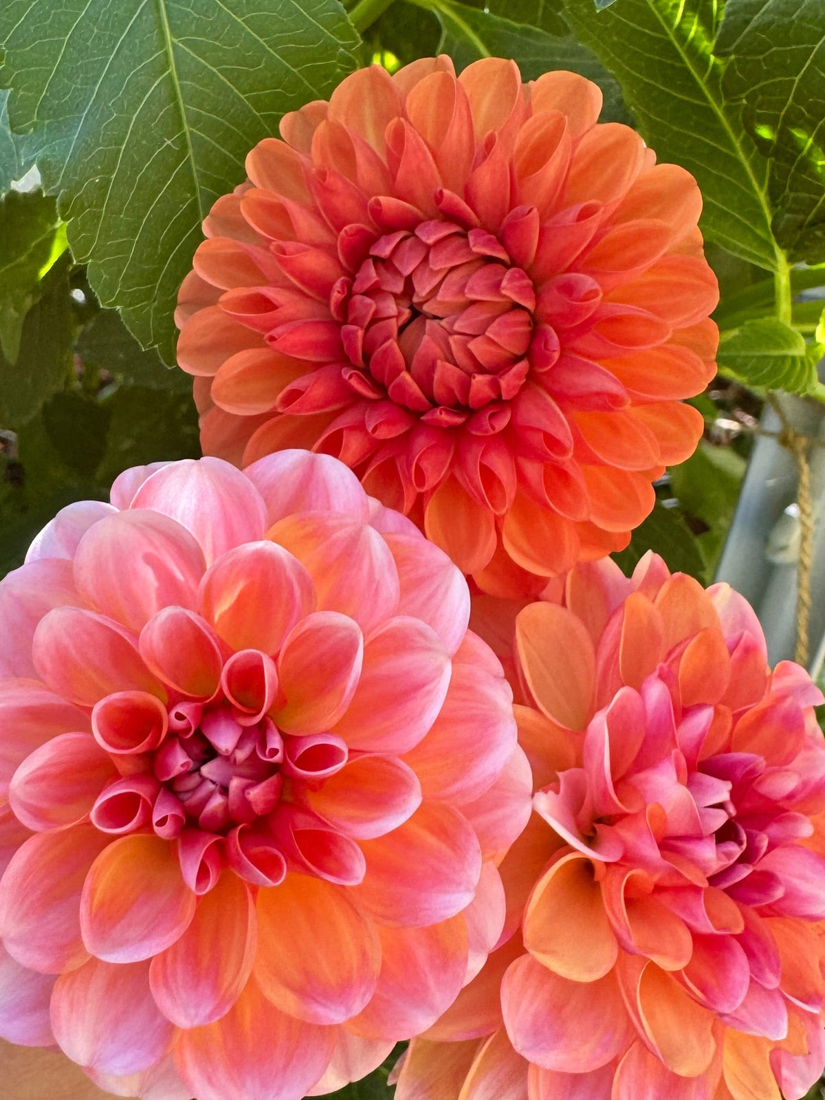 Florelie Angostura 🇦🇺