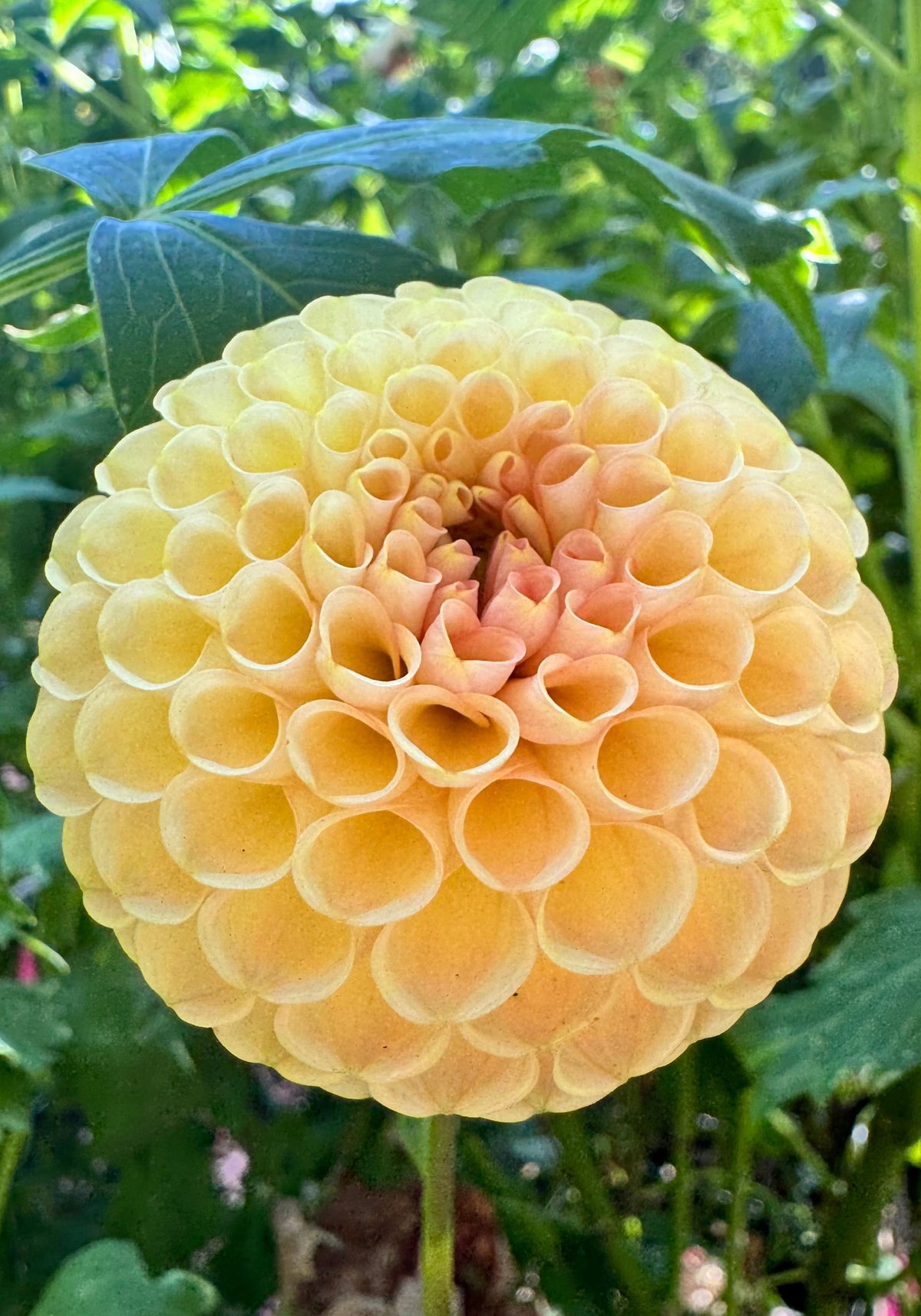 KA's® Honeycomb