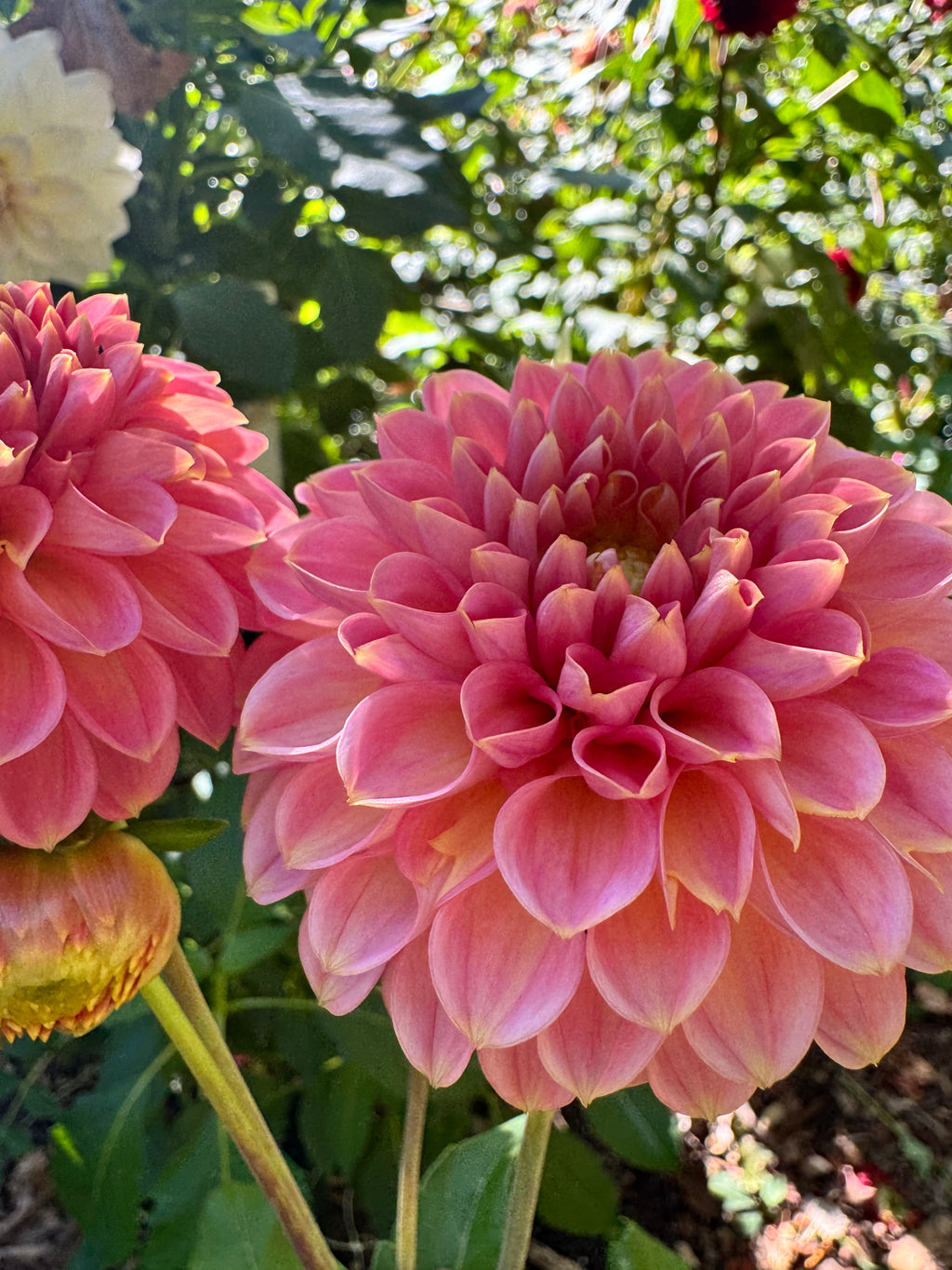 KA's® Morning Dew