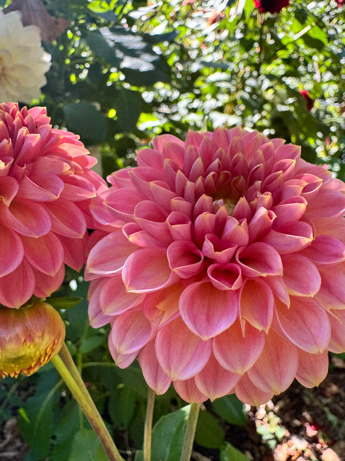 KA's® Morning Dew