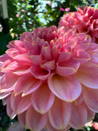 KA's® Morning Dew