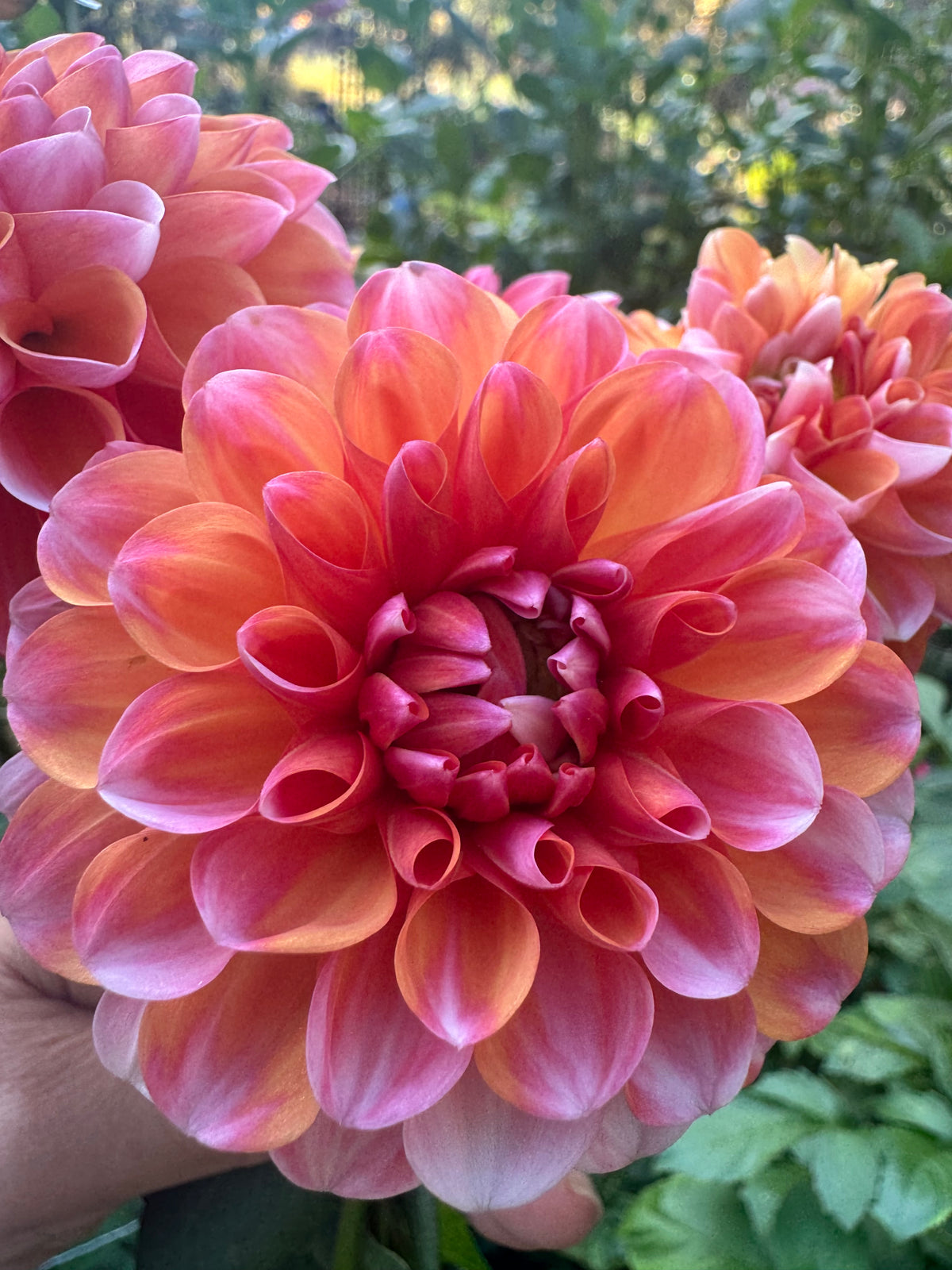 Florelie Angostura 🇦🇺