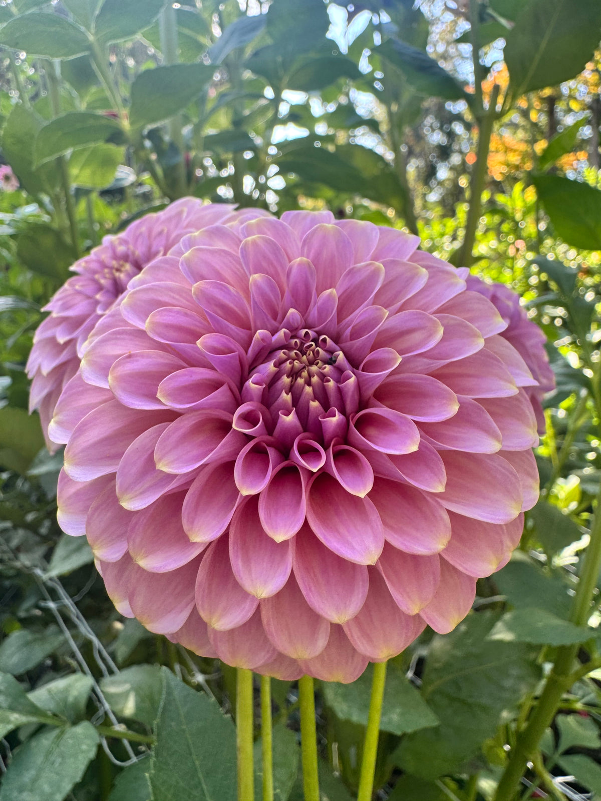 Florelie Oracle 🇦🇺