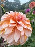 River Princess Beatrix