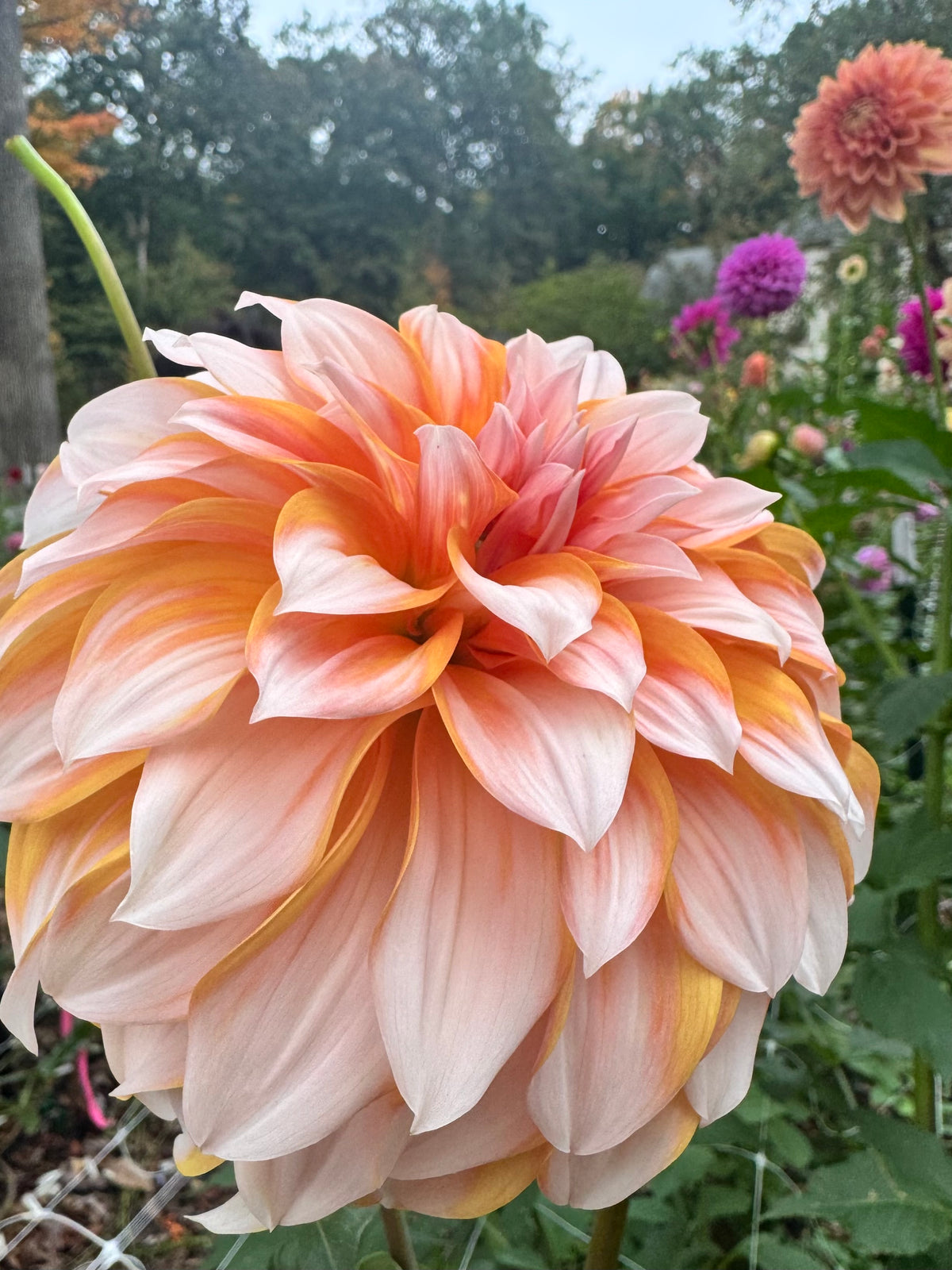River Princess Beatrix