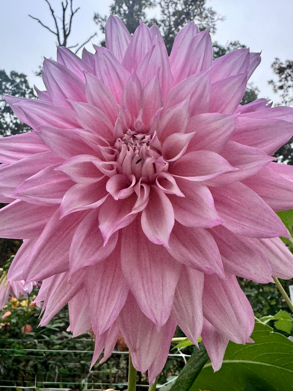 Like a butterfly, Like a flower 🇯🇵 蝶のように花のように