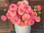 Florelie Flamingo bare root 🇦🇺