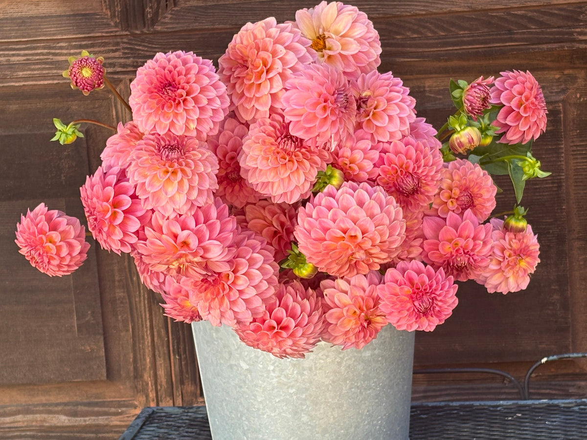 Florelie Flamingo bare root 🇦🇺