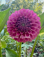 Florelie Oracle 🇦🇺