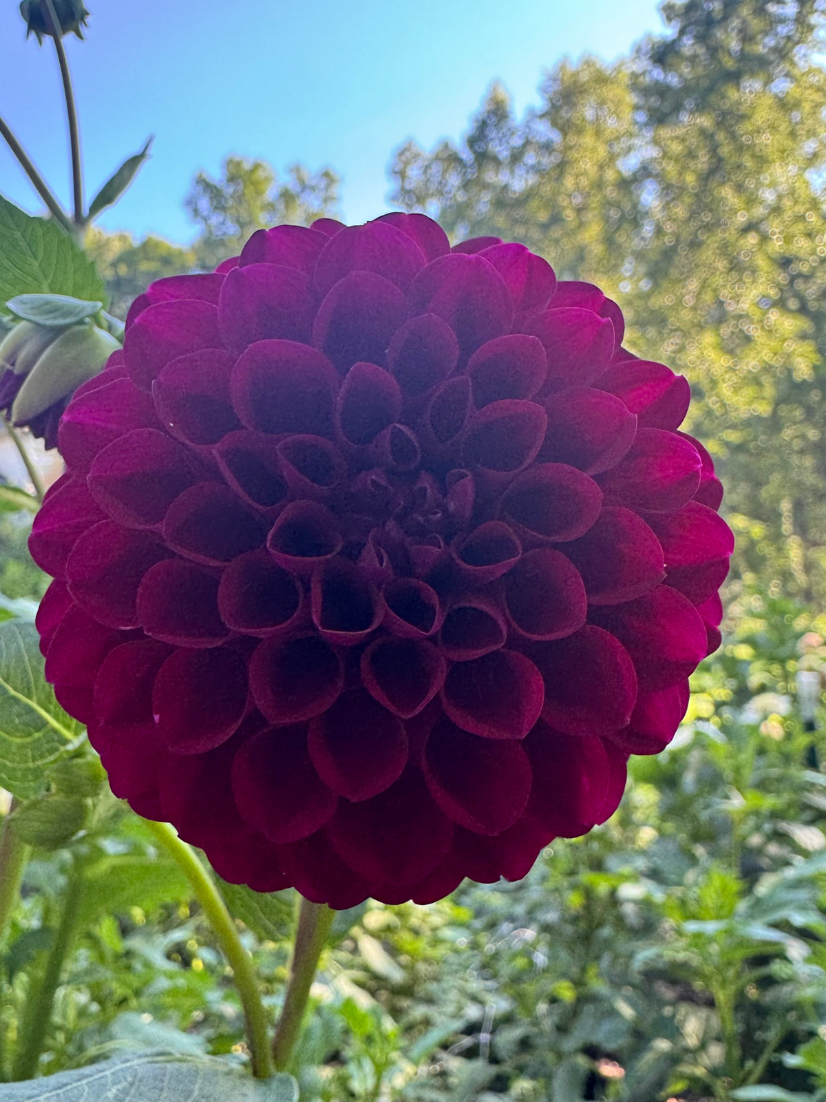 Florelie Bordeaux