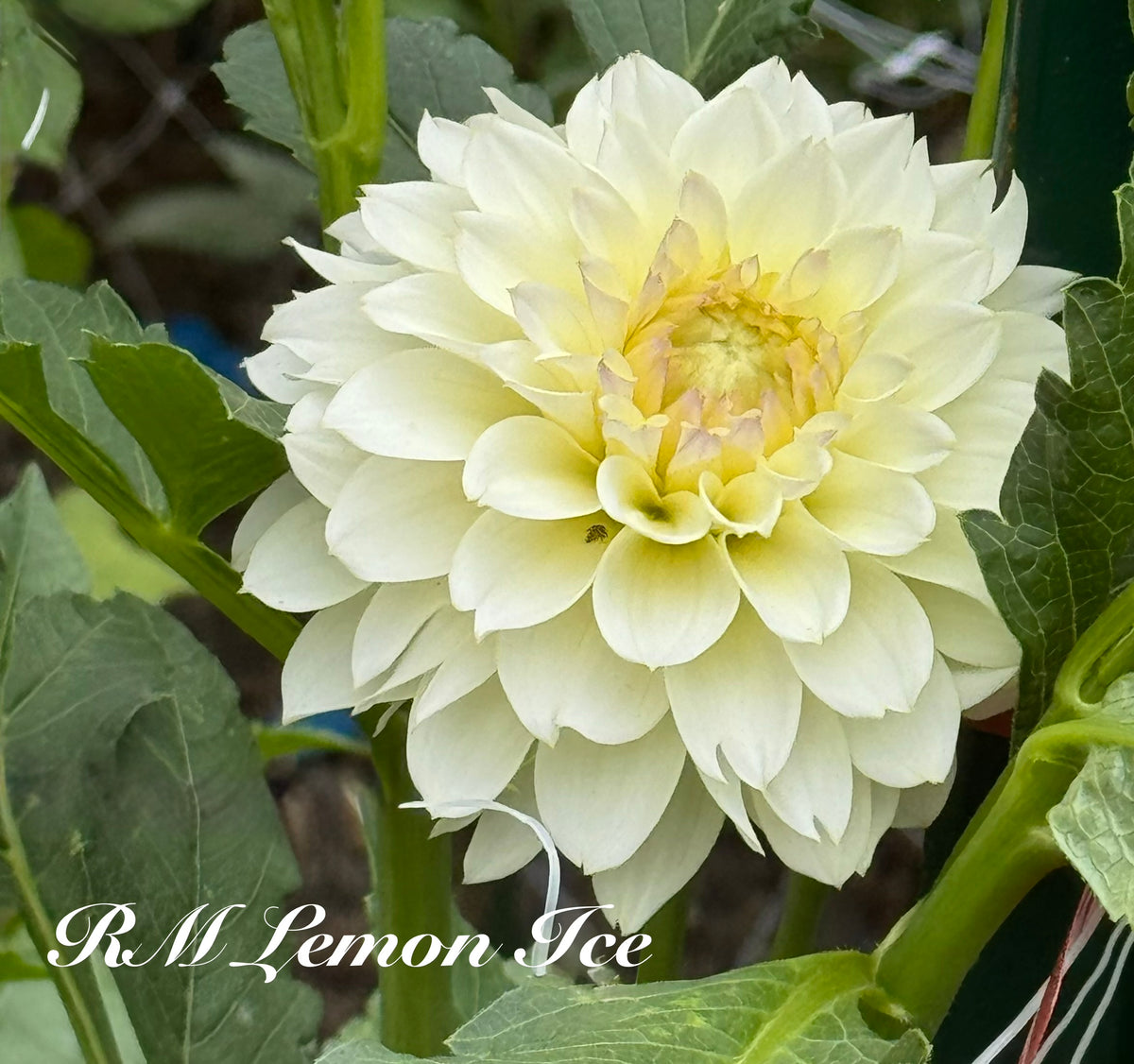 RM Lemon Ice