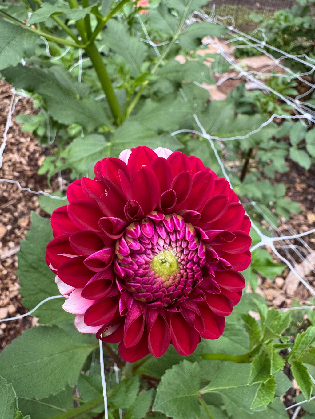 Florelie Cosmic Romance 🇦🇺